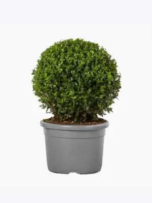 product image 4 optimized