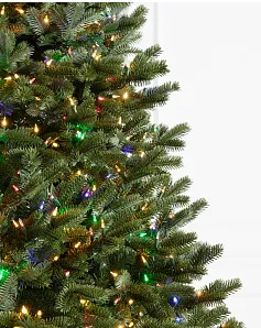 bh fraser fir® trees – available in 5.5 ft & 6.5 ft bh fraser fir® trees – available in 5.5 ft & 6.5 ft