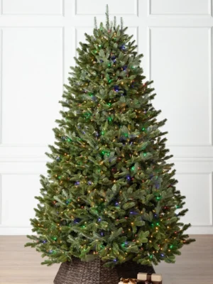 bh fraser fir® trees – available in 5.5 ft & 6.5 ft