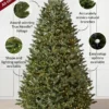bh fraser fir® trees – available in 5.5 ft & 6.5 ft